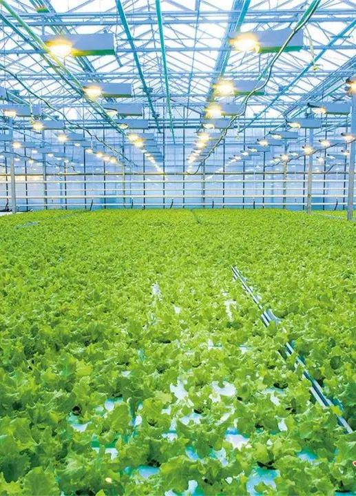 酒泉:蝶變中的種業強市