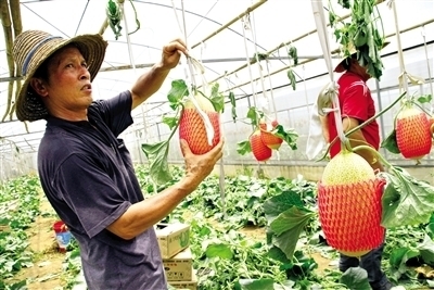 東盟經(jīng)開區(qū)農(nóng)產(chǎn)品閃耀2013中國(guó)國(guó)際種業(yè)博覽會(huì)_農(nóng)業(yè)區(qū)域經(jīng)濟(jì)_新浪財(cái)經(jīng)_新浪網(wǎng)