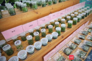 很土又很潮 首屆廣州農(nóng)業(yè) 南沙 嘉年華,現(xiàn)代種業(yè)科技成就喜人