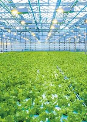 酒泉:蝶變中的種業(yè)強(qiáng)市