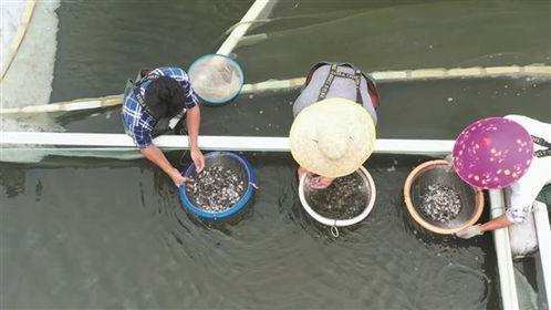 羊城晚報：海洋水產種業(yè)走出創(chuàng)新路