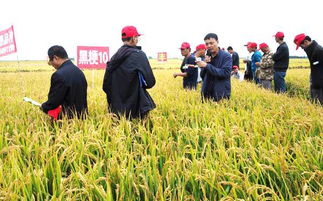 黑粳10同江田豐種業(yè)現(xiàn)場觀摩會再掀種業(yè)高潮