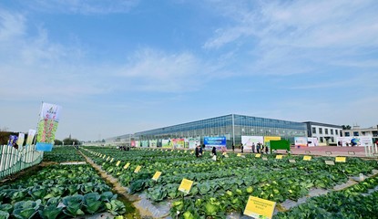 菜博會揭幕，中國南方蔬菜種業創新中心亮相，引領“菜立方”時代
